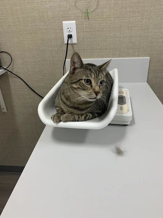 Just Cats Veterinary Clinic Picture 4