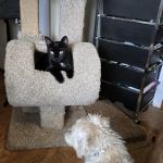 Normanside Veterinary Clinic