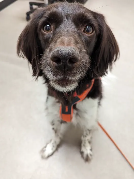 Guilderland Animal Hospital Picture 10