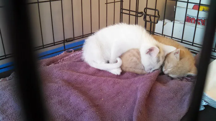 Guilderland Animal Hospital Picture 9