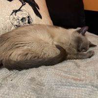 Guilderland Animal Hospital ico