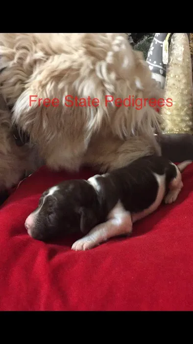 Free State Pedigrees Picture 1