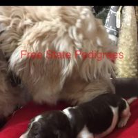 Free State Pedigrees ico