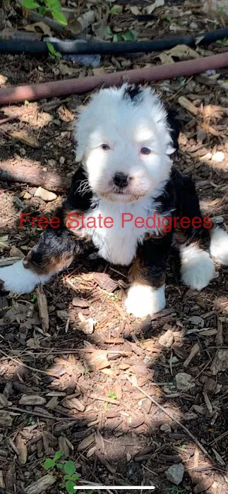 Free State Pedigrees Picture 5