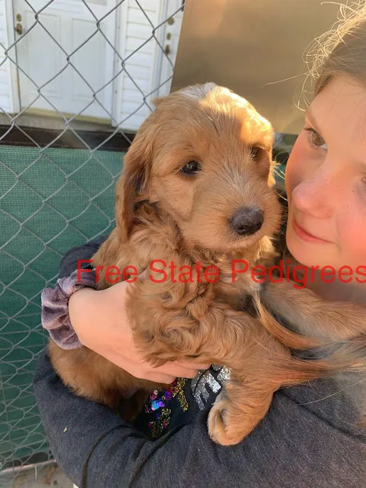 Free State Pedigrees Picture 8