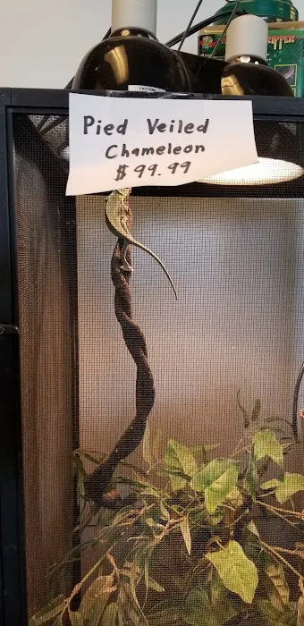 GoLizards Grooming, Boarding and Daycare Picture 2