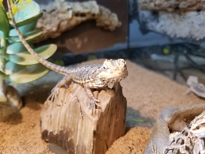 GoLizards Grooming, Boarding and Daycare Picture 8