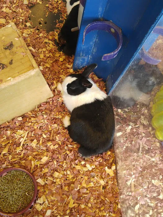 GoLizards Grooming, Boarding and Daycare Picture 10