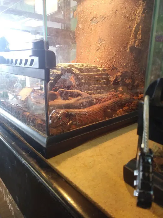 GoLizards Grooming, Boarding and Daycare Picture 5