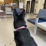 New York State Veterinary Medical Society