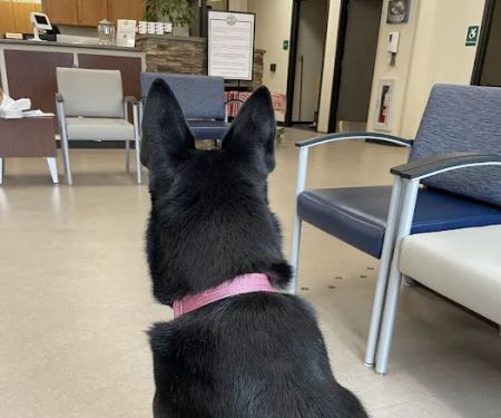 New York State Veterinary Medical Society