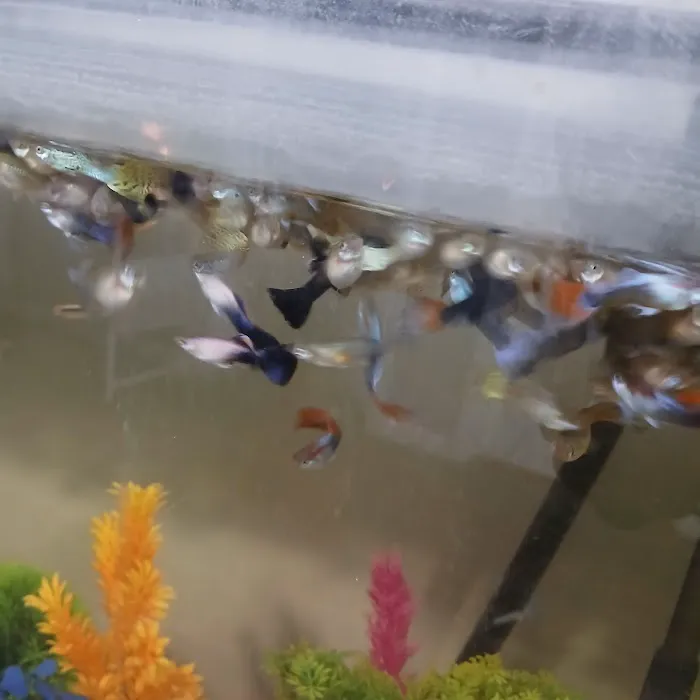 House peces tropicales Picture 7