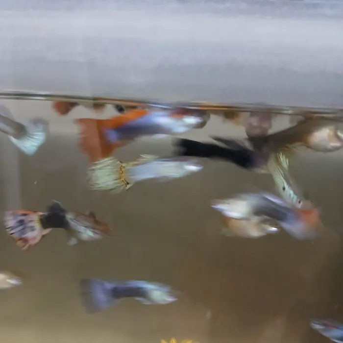 House peces tropicales Picture 1
