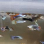House peces tropicales