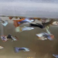 House peces tropicales ico