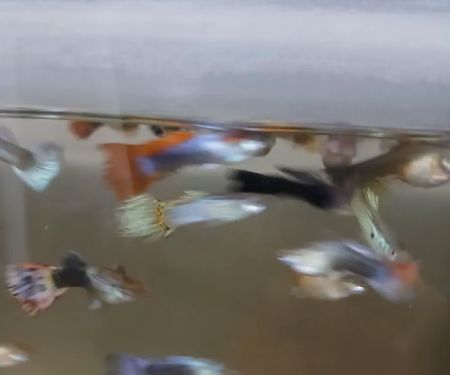 House peces tropicales