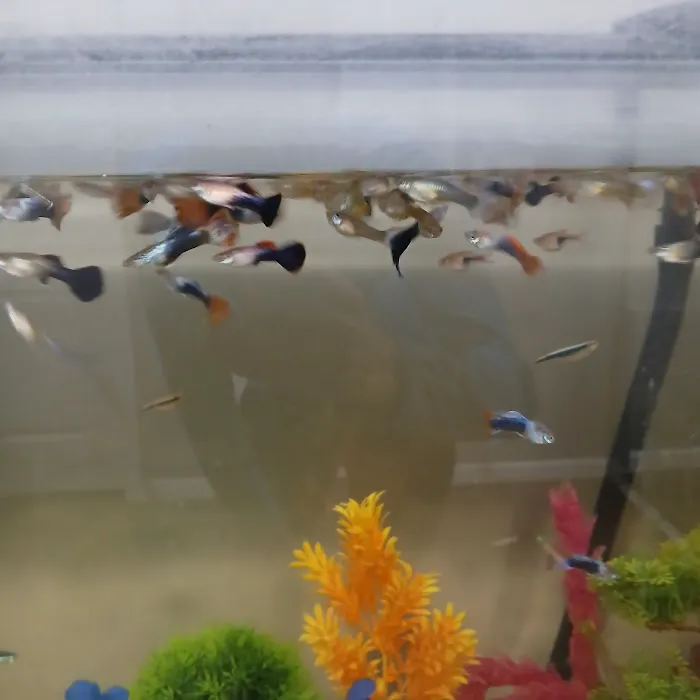 House peces tropicales Picture 9