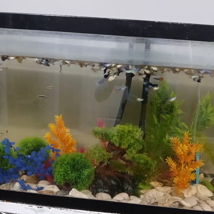 House peces tropicales Picture 4