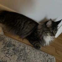 Albany County Veterinary Hospital ico