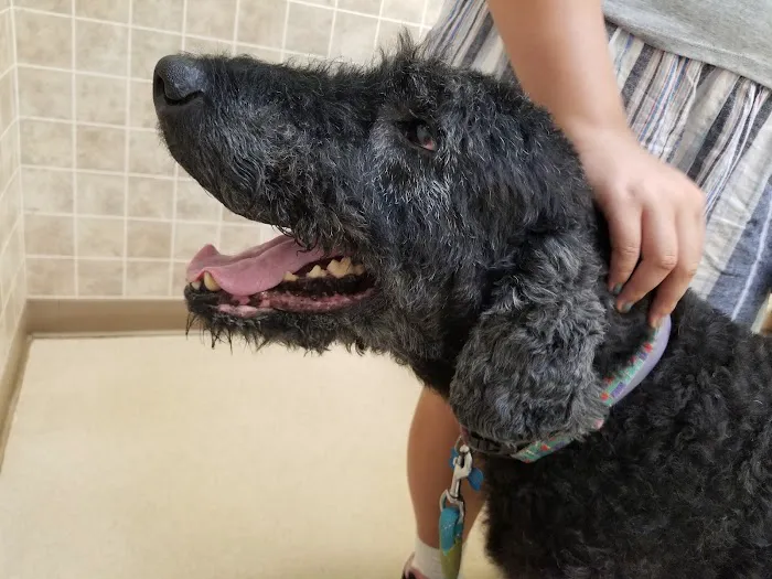 Albany County Veterinary Hospital Picture 4