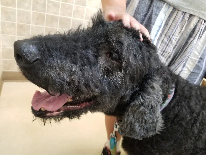 Albany County Veterinary Hospital Picture 2