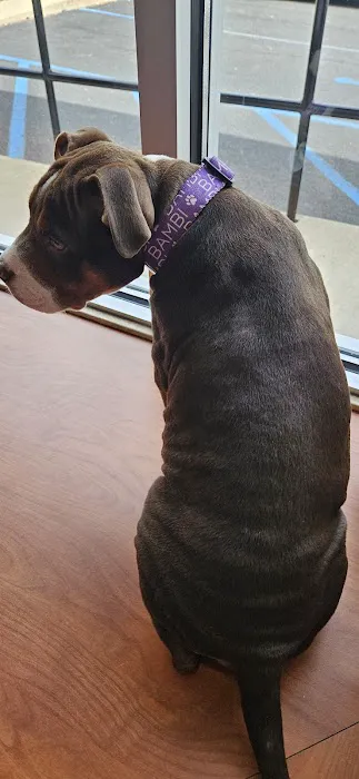 Central Veterinary Hospital Picture 8