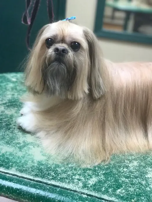 Central Veterinary Hospital Picture 10