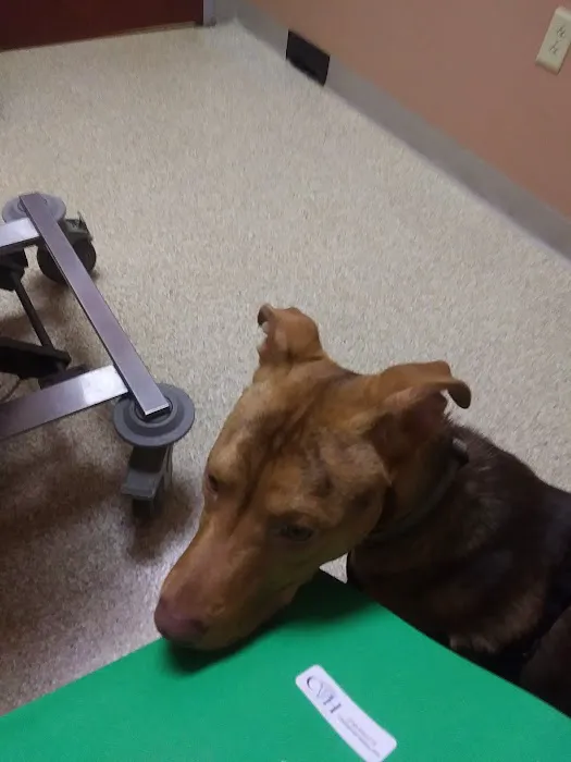 Central Veterinary Hospital Picture 2