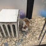 Pet Supermarket