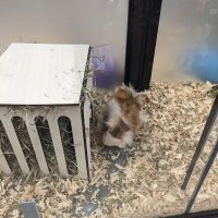 Pet Supermarket ico