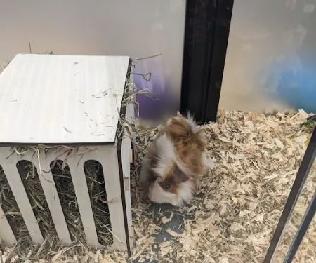 Pet Supermarket