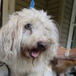 Miller Animal Hospital