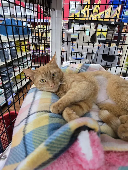 Pet Supermarket Picture 9