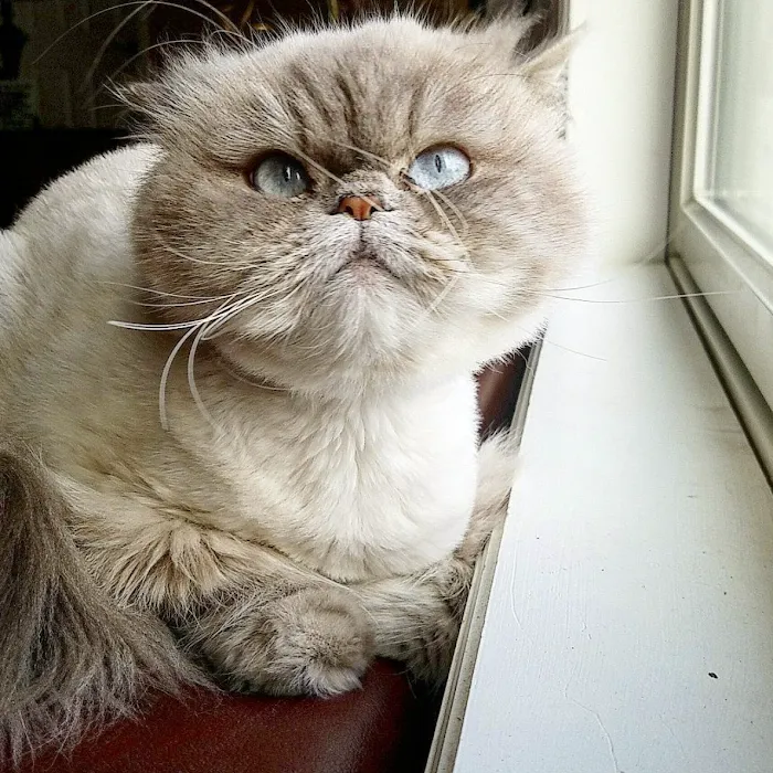 4 Paws Veterinary Care PLLC Picture 9