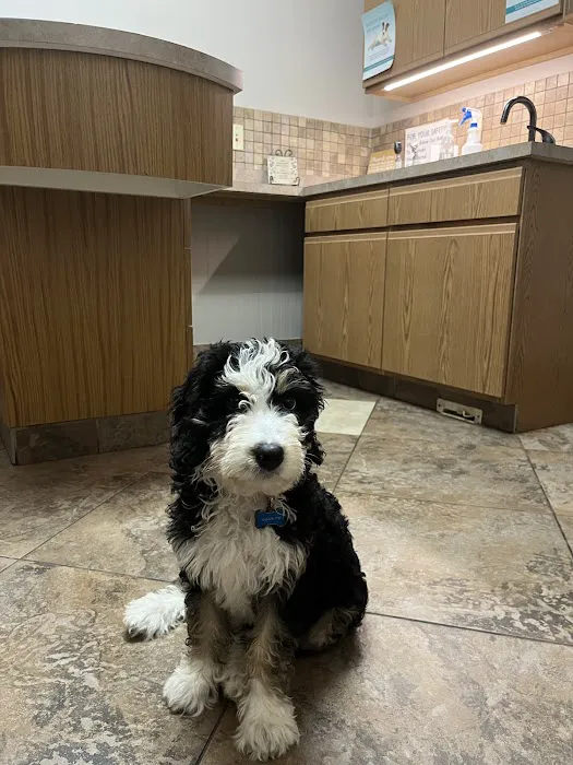 4 Paws Veterinary Care PLLC Picture 8