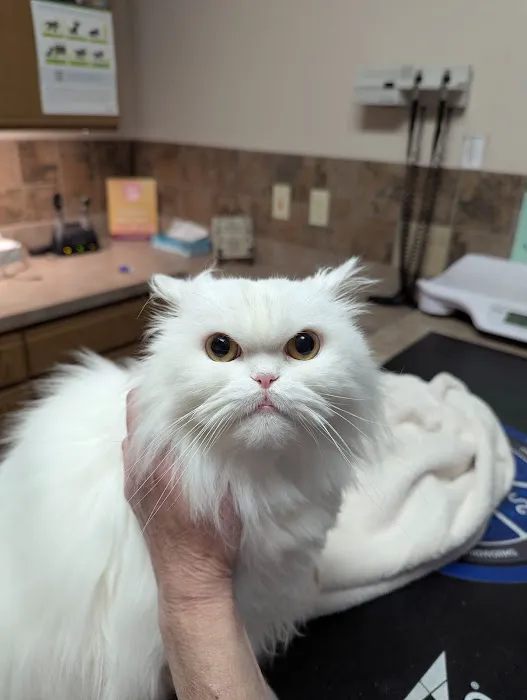 4 Paws Veterinary Care PLLC Picture 7