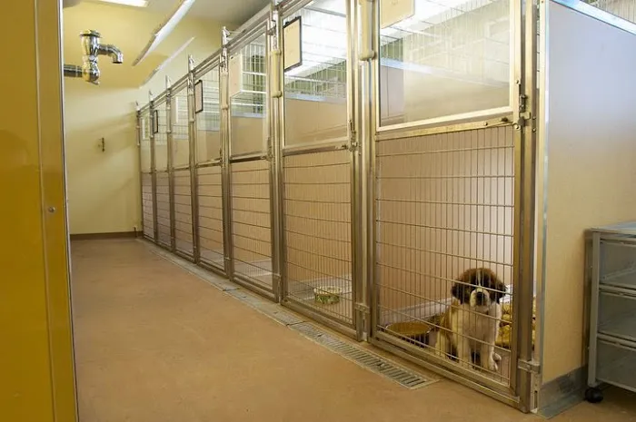 4 Paws Veterinary Care PLLC Picture 4