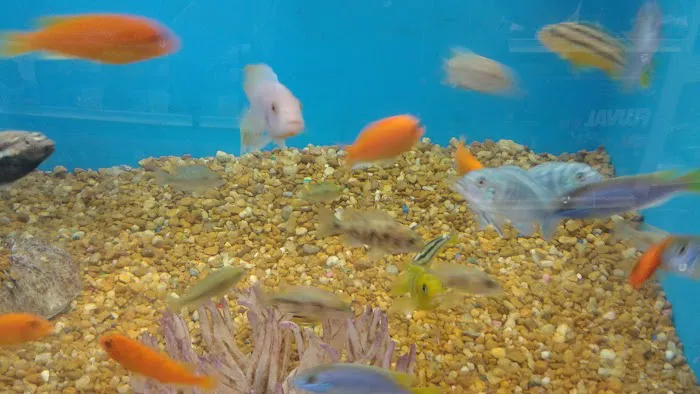 Pet Supermarket Picture 9