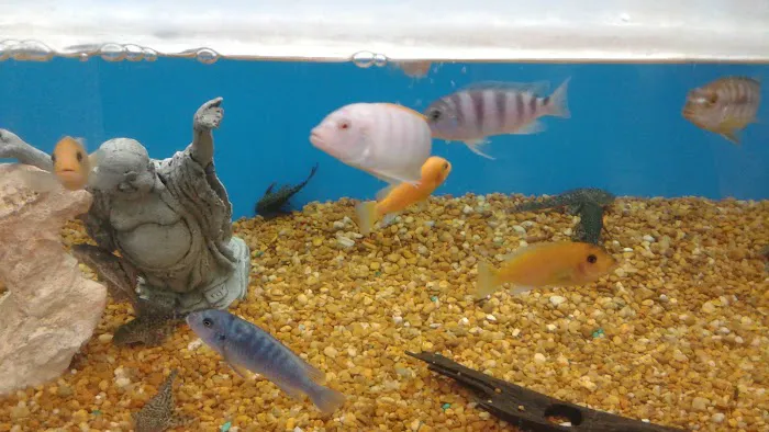 Pet Supermarket Picture 6