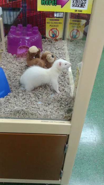 Pet Supermarket Picture 4