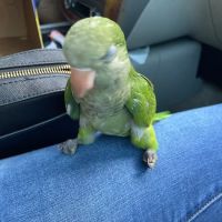 Mia’s Blessing Pet Shop ico