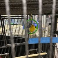 Pet Supermarket ico