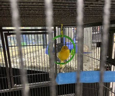 Pet Supermarket