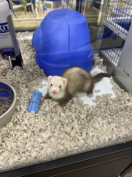 Pet Supermarket Picture 4