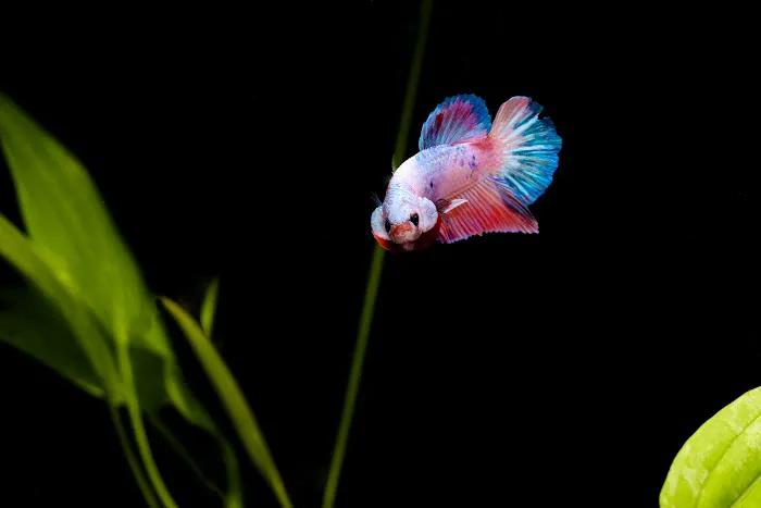 Natural Environment Aquatix Picture 6