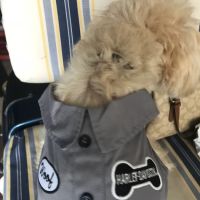 Piccard Pets Supplies Corp ico