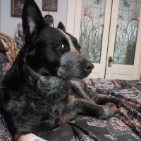 Berkshire Veterinary Hospital ico