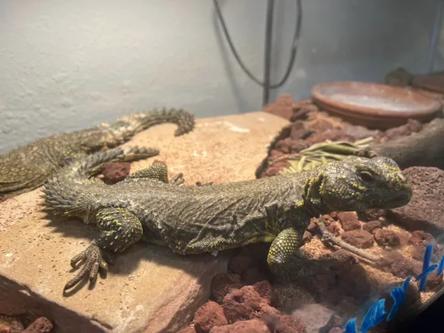 Eg Exotic Pets & More LLC Picture 1