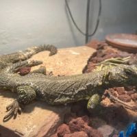 Eg Exotic Pets & More LLC ico