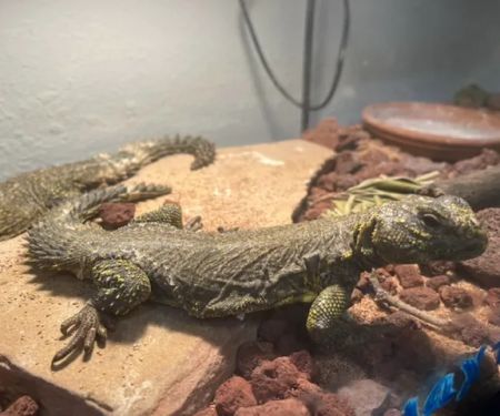 Eg Exotic Pets & More LLC